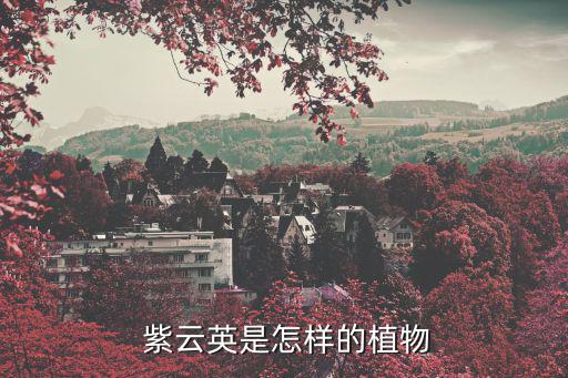 紫云英圖片,紫云英有毒!對人畜都有害!