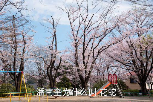 潘南奎為什么叫 花蛇