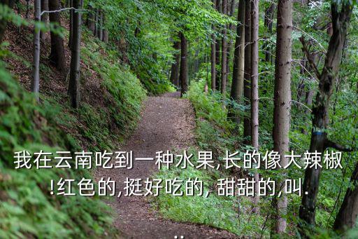 我在云南吃到一種水果,長的像大辣椒!紅色的,挺好吃的, 甜甜的,叫...