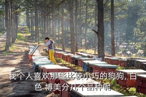 我個人喜歡那些比較小巧的狗狗, 白色 博美分幾個品種呢