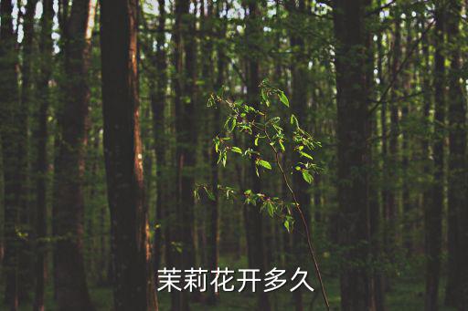 茉莉花開(kāi),經(jīng)歷歲月洗禮茉莉花終于學(xué)會(huì)開(kāi)放