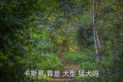 大型猛犬,意大利改良良種獒犬比普通獒犬更有耐力