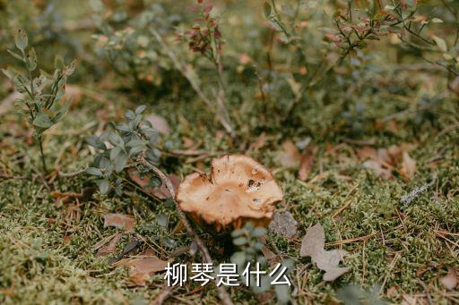 柳葉琴,最容易得分樂器之一柳琴演奏弦樂器