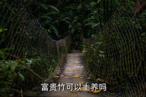  富貴竹可以土養(yǎng)嗎