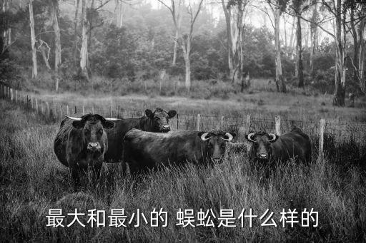 世界上最長的蜈蚣,世界最長蜈蚣全球最小最粗壯
