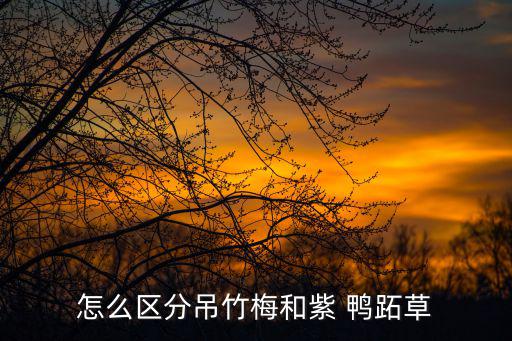怎么區分吊竹梅和紫 鴨跖草