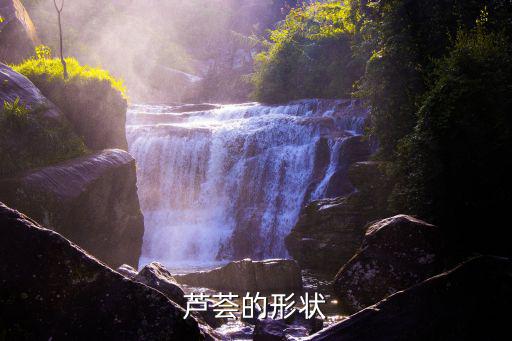 蘆薈怎么畫，蘆薈的形狀