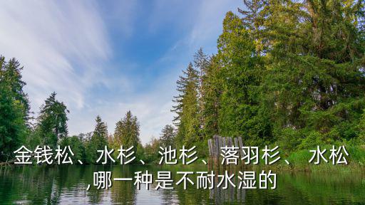金錢松、水杉、池杉、落羽杉、 水松,哪一種是不耐水濕的