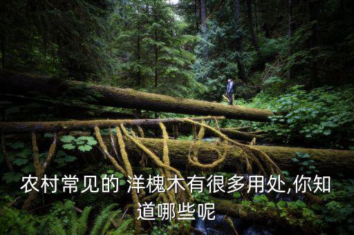 洋槐,我國古代沒有洋槐花和槐花
