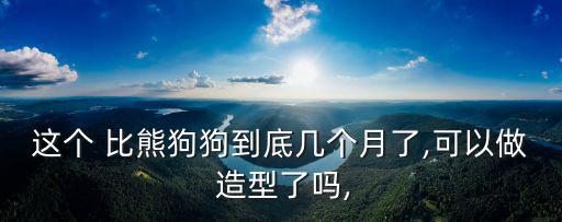 這個 比熊狗狗到底幾個月了,可以做 造型了嗎,