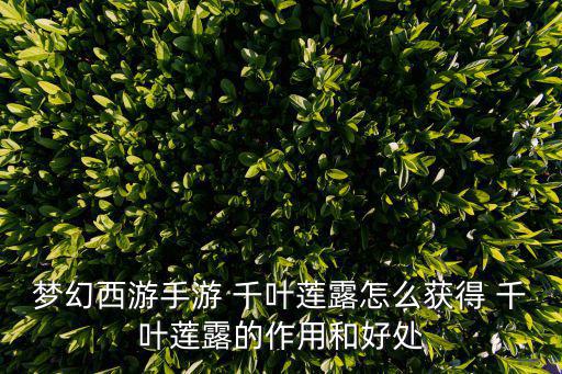千葉蓮,如何獲取千葉蓮花露?看這里!
