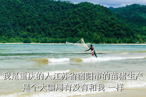 我是重慶的人江蘇省宿陽市的苗豬生產是個大騙局有沒有和我 一樣