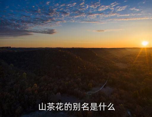 山茶花的別名是什么