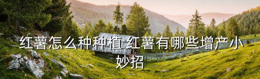 紅薯栽培技術(shù),紅薯抗病性強(qiáng)不影響高產(chǎn)栽培技術(shù)和良種