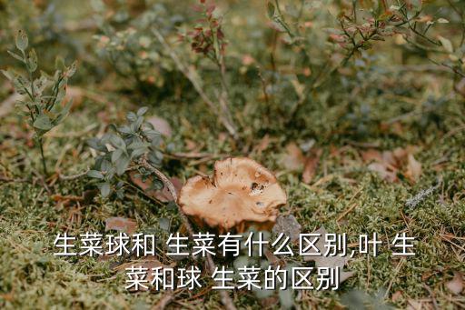  生菜球和 生菜有什么區別,葉 生菜和球 生菜的區別