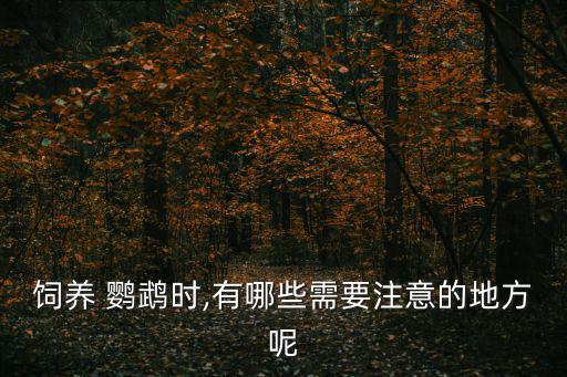 養鸚鵡的注意事項,飼養鸚鵡要注意什么?