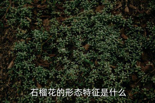 石榴花的特點,春暖花開!粉紅色石榴花盛開時間長且不散