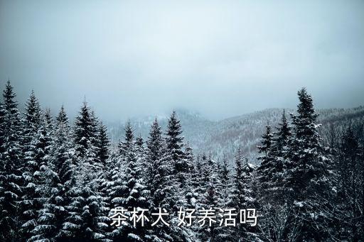 茶杯犬好養(yǎng)嗎,小小茶杯狗也有大大的驚喜
