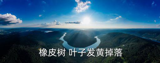  橡皮樹 葉子發黃掉落