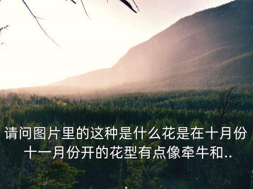 請問圖片里的這種是什么花是在十月份 十一月份開的花型有點(diǎn)像牽牛和...