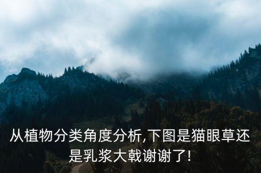 貓眼睛草,貓爪草治療多種疾病包括干眼癥