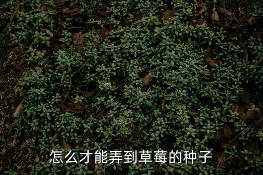 怎么種草莓種子，自己家想種草莓種子要怎么種