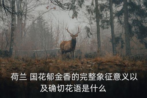 荷蘭的國花是什么,荷蘭被稱為花鄉是因為那里有很多花