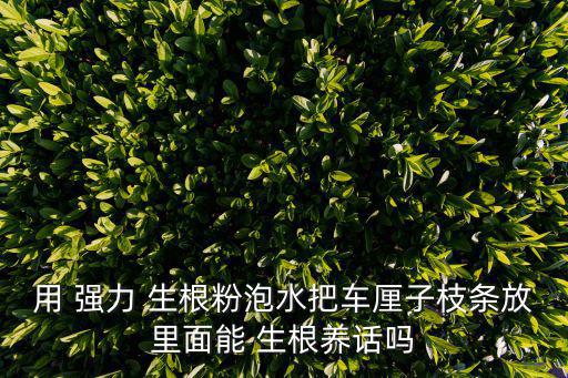 強力生根粉,櫻桃根部不宜用根粉或生根劑會根部腐爛