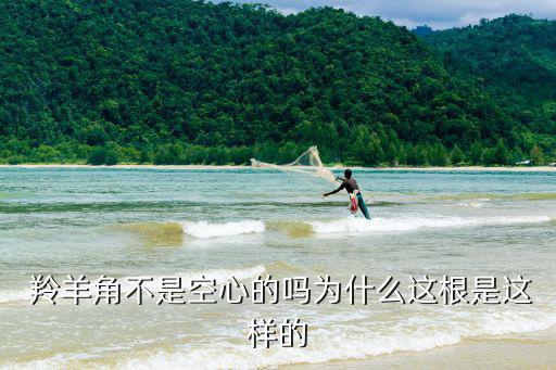羚羊角片,鑒別真品羚羊角四大關鍵點:一是天眼