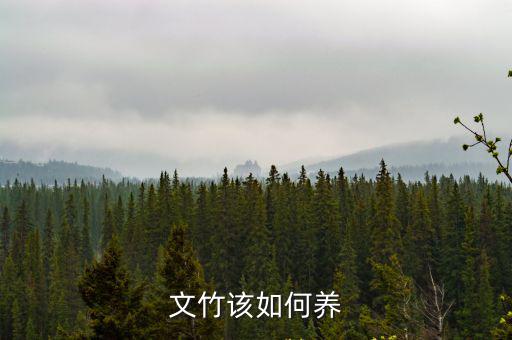 文竹養,文竹養在陽光充足的環境中不能暴曬
