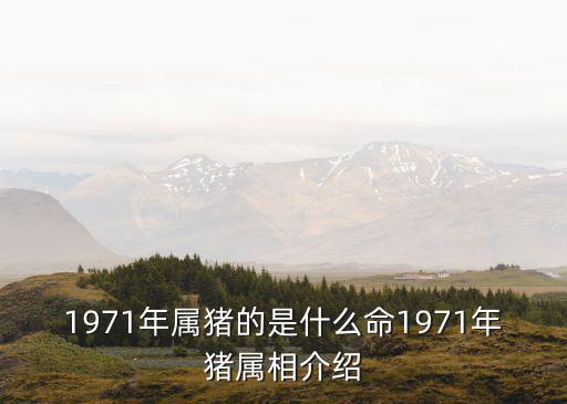 屬豬的什么命,2020年豬年五行是什么?