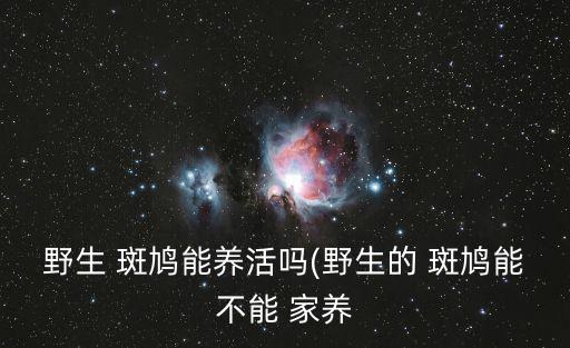 野生 斑鳩能養(yǎng)活嗎(野生的 斑鳩能不能 家養(yǎng)