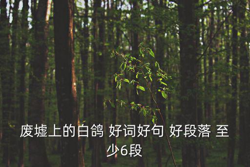 廢墟上的白鴿 好詞好句 好段落 至少6段