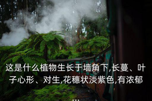 牛皮消,隔山巖、白首烏、蚌豆、飄山、牽牛藤出爐!