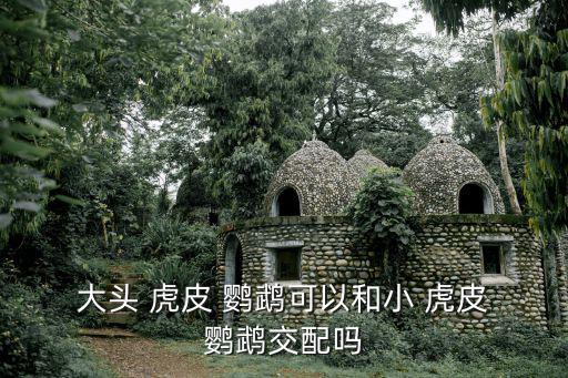 大頭虎皮鸚鵡,虎皮鸚鵡和紅嘴鸚鵡各有千秋