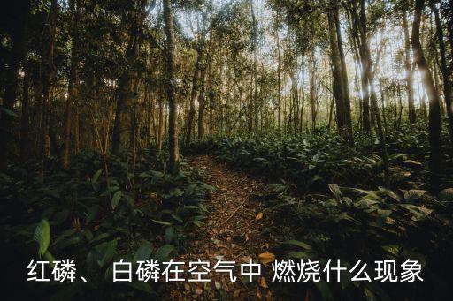 紅磷、 白磷在空氣中 燃燒什么現象