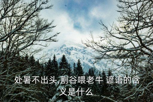 處暑諺語,立暑之后的空殼