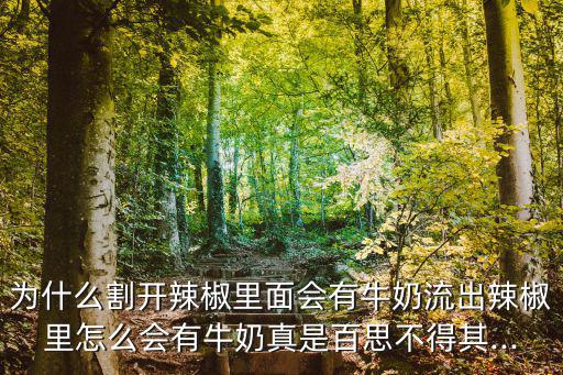 為什么割開辣椒里面會有牛奶流出辣椒里怎么會有牛奶真是百思不得其...