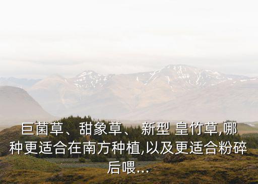 新型皇竹草,新型皇竹草適應(yīng)良好溫度和濕度