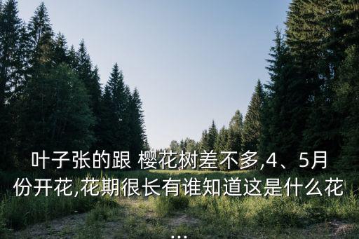 櫻花樹(shù)圖片,春暖花開(kāi)櫻花盛開(kāi)日本人賞櫻吃櫻花