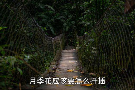 月季花應該要怎么扦插