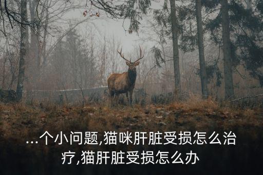肝有問題怎么辦,避免貓肝出問題可喂護肝藥和吃貝肝康