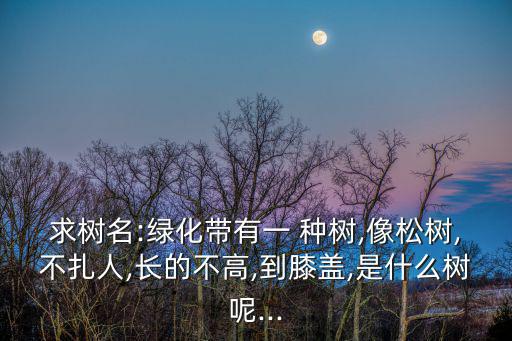 種樹圖片,混合動物園主頁出現樹種紅木樹高25米以上