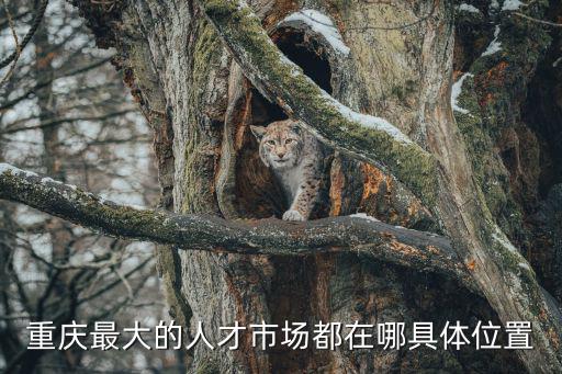 重慶最大的人才市場(chǎng)都在哪具體位置