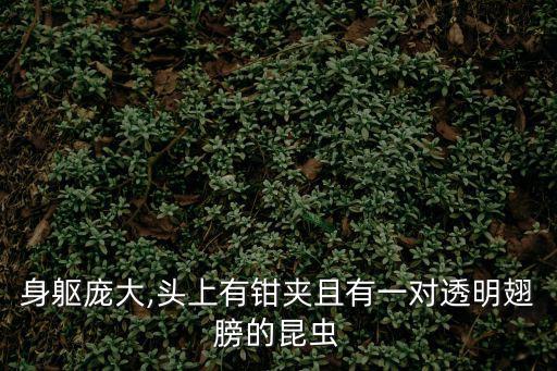 巨齒蛉,捕食農業害蟲昆蟲東方巨齒魚鷹種群數量很低