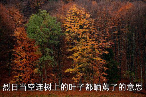 烈日當空連樹上的葉子都曬蔫了的意思
