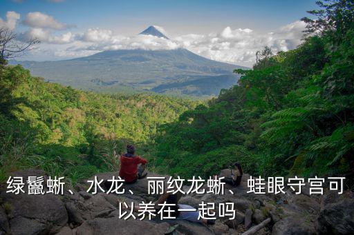 綠鬣蜥、水龍、麗紋龍蜥、蛙眼守宮可以養(yǎng)在一起嗎