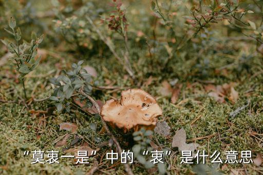 “莫衷一是”中的“衷”是什么意思