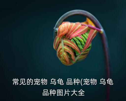 常見的寵物 烏龜 品種(寵物 烏龜 品種圖片大全