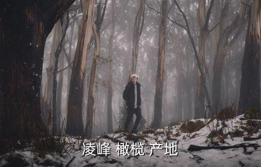 凌峰 橄欖 產地